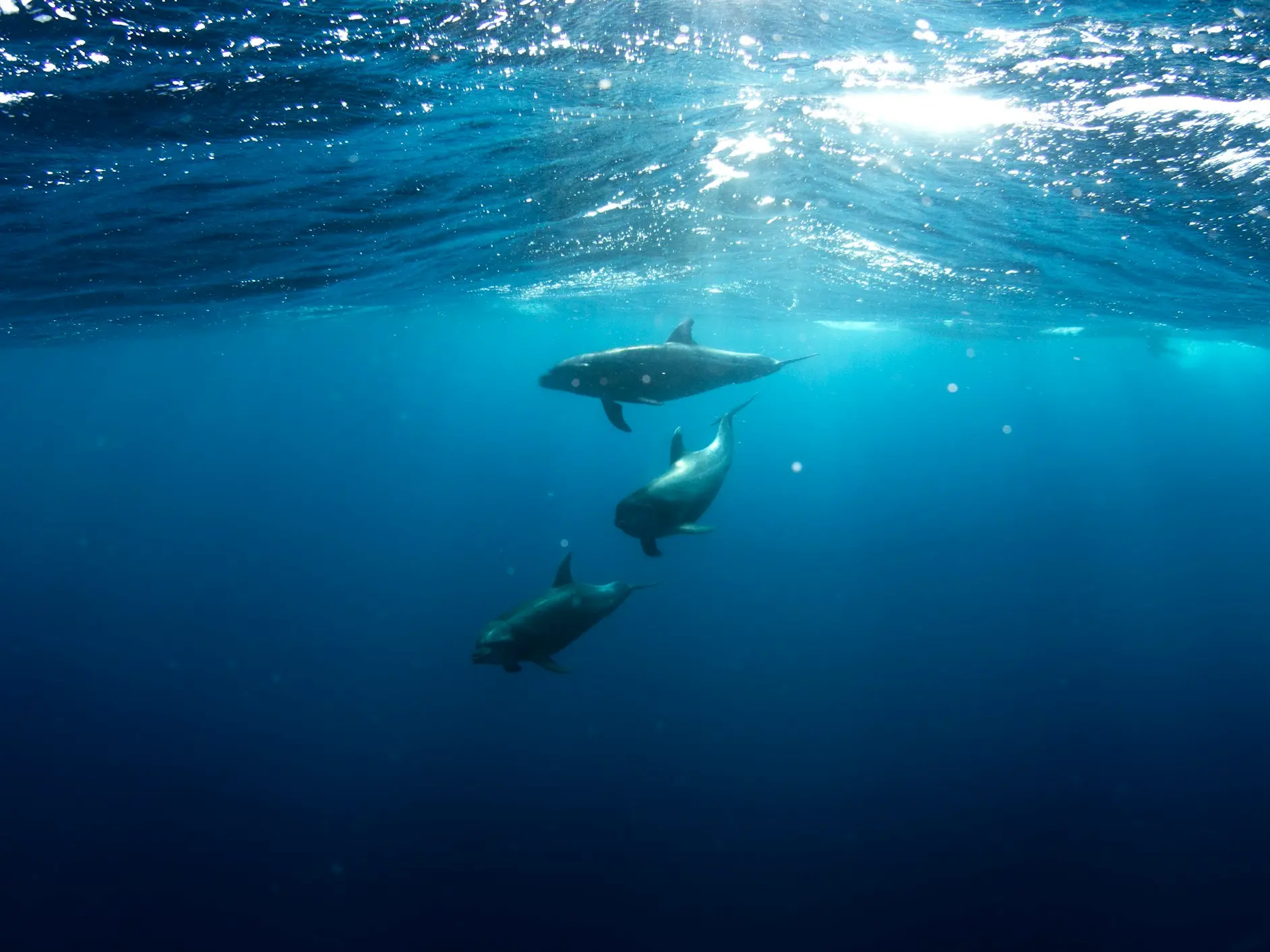 three shark underwater
